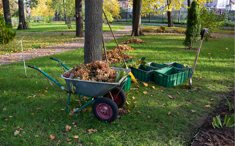 Gardening tools near a tree